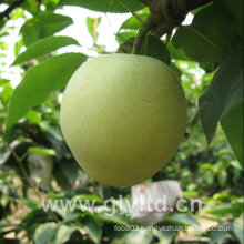 Chinese Fresh Green Emerald Pear